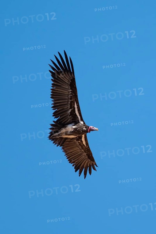 Nubian vulture (Torgos tracheliotos) in flight against a blue sky, adult, Etosha National Park, Namibia, Africa