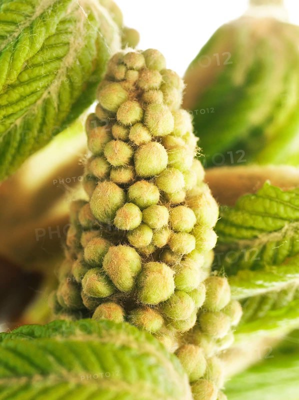 Chestnut, common horse-chestnut (Aesculus hippocastanum), young inflorescence, flower buds, fine hairs to protect the young shoots, macro photograph