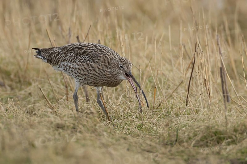 Eurasian curlew (Numenius arquata) adult bird feeding on a worm in grassland, Lincolnshire, England, United Kingdom, Europe