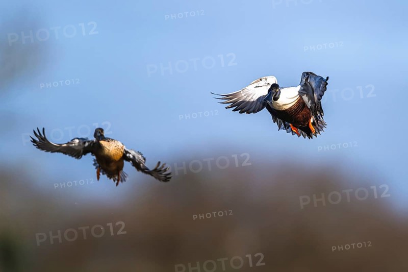 Northern Shoveler, Spatula clypeata, pair of birds in flight over marshes
