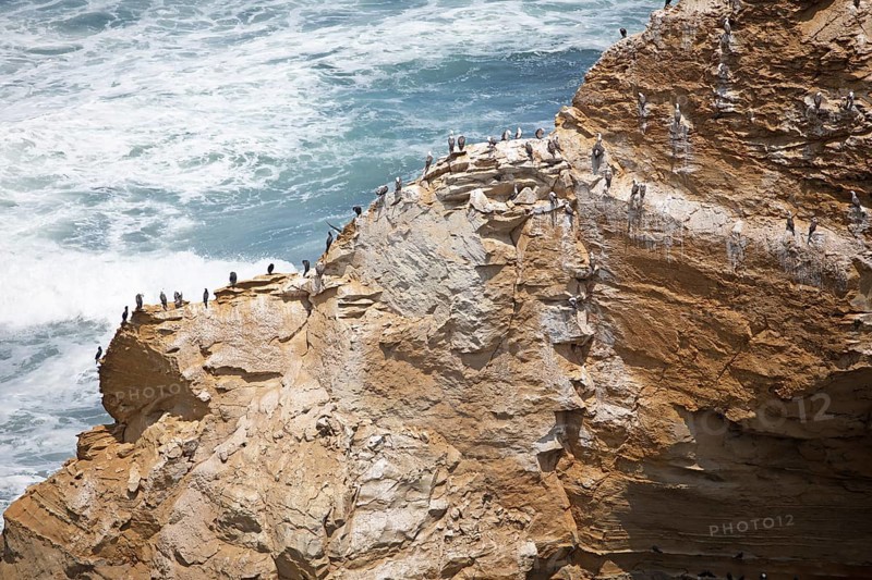 Cormorants (Phalacrocoracidae) on a rock in the Reserva Nacional de Paracas, Ica region, Pisco province, Peru, South America