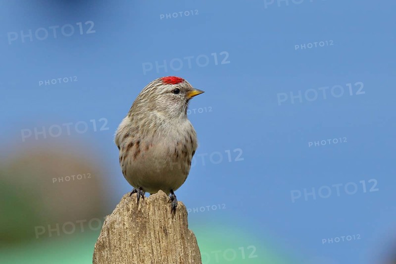 Common redpoll (Acanthis flammea) female, on a tree stump against a blue sky, North Rhine-Westphalia, Germany, Europe