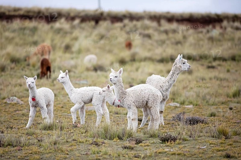 Alpacas (Vicugna pacos) in the Reserva Nacional de Salinas y Aguada Blanca, Province of Arequipa, Peru, South America