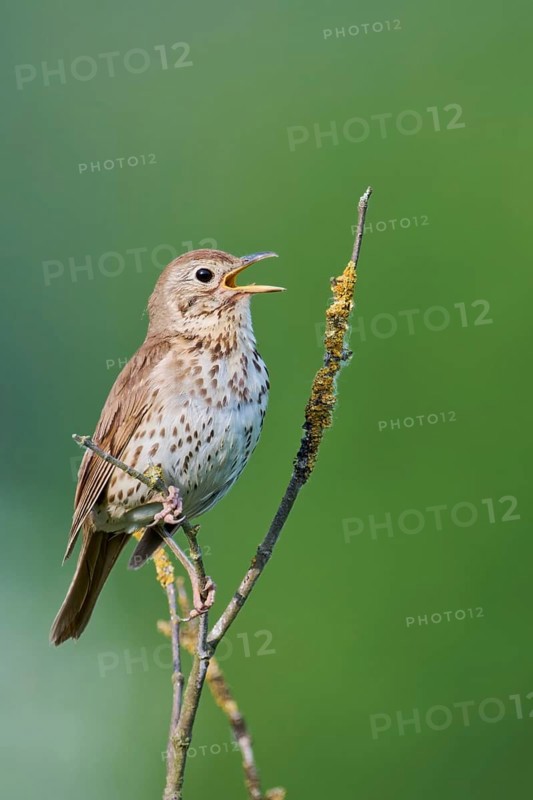 Song thrush (Turdus philomelos), Lower Saxony, Germany, Europe