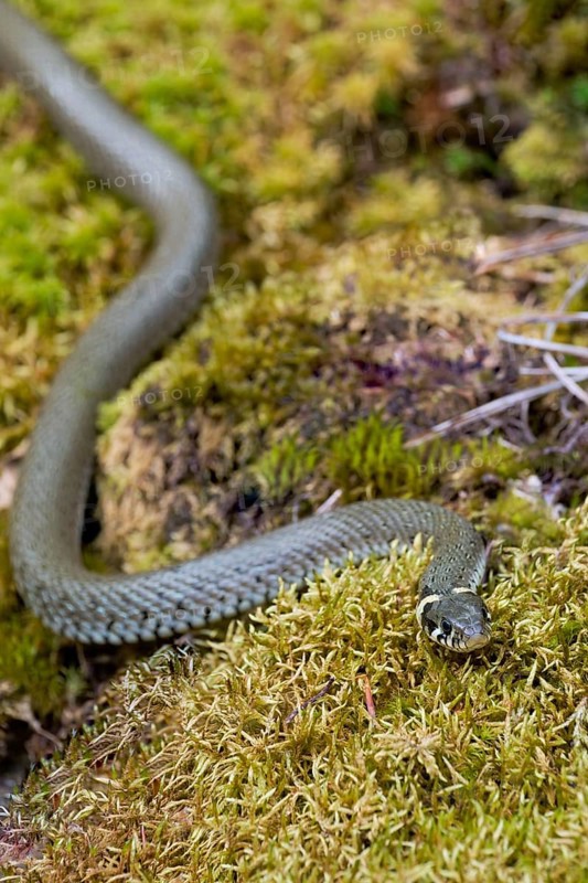 Grass snake (Natrix natrix), Bavaria, Germany, Europe