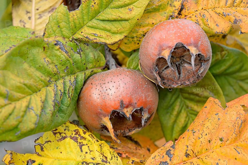 Common medlar (Mespilus germanica), branch with fruit, Moselle, Rhineland-Palatinate, Germany, Europe