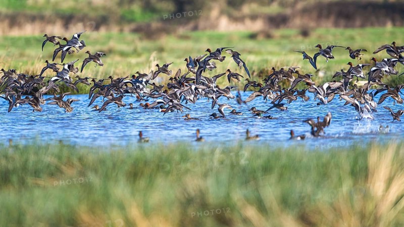 Eurasian Wigeon, (Mareca penelope) birds in flight over marshes
