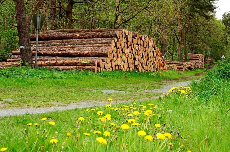Tree trunks, wood pile, Stikelkamper forest, Leer district, East Frisia, Germany, Europe