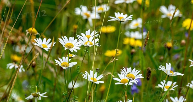 Flowering marguerites (Leucanthemum), colourful flowers, grasses and insects in a wild, natural flower meadow, Germany, Europe