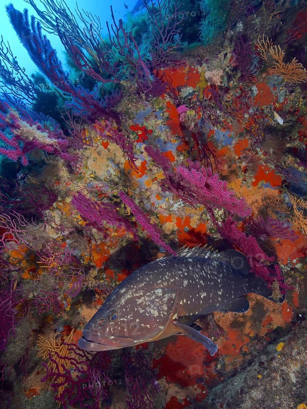 Dusky grouper (Epinephelus marginatus) (Mycteroperca marginatus) and violescent sea-whip (Paramuricea clavata) in the Mediterranean near Hyères. Dive site marine reserve Port Cros, Côte d'Azur, France, Europe