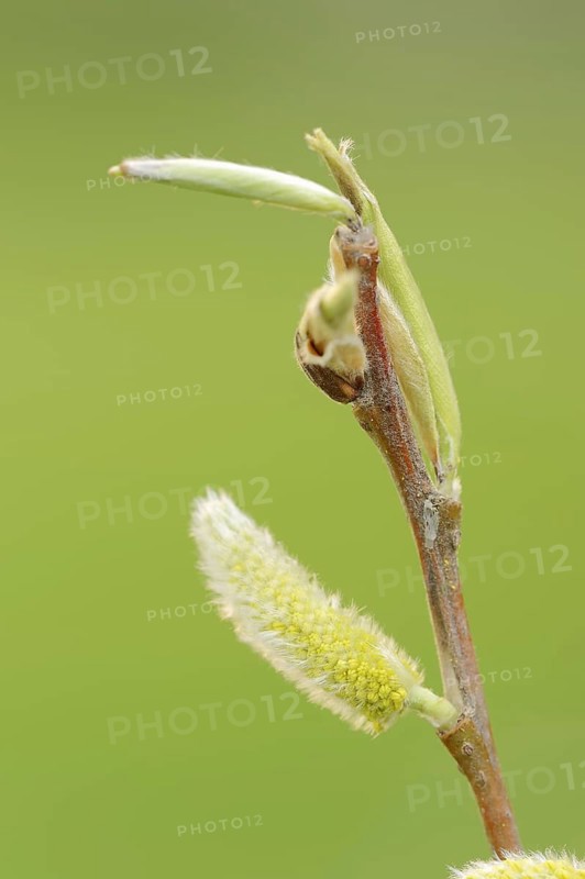 White willow (Salix alba), male flowers in spring, willow catkins, North Rhine-Westphalia, Germany, Europe