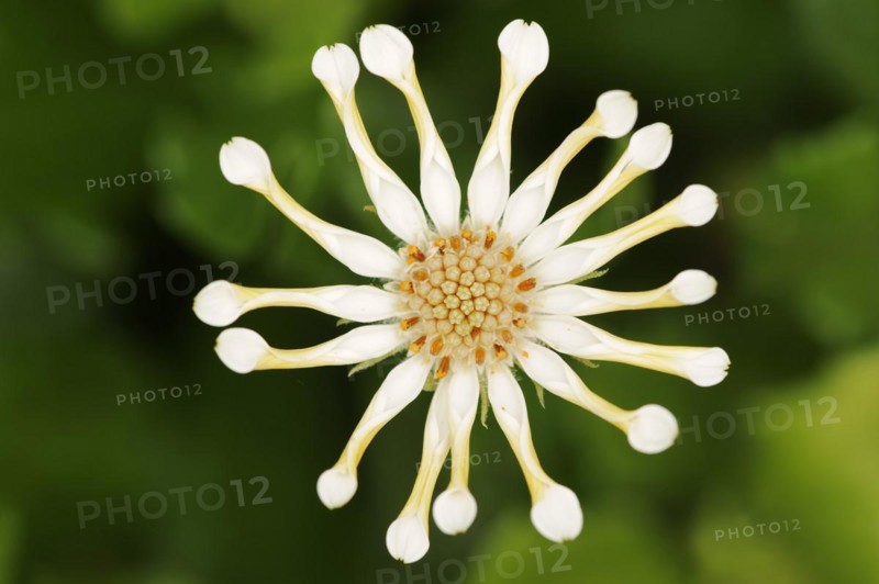 Cape daisy or Bornholm daisy 'Soprano Vanilla Spoon' (Dimorphotheca ecklonis, Osteospermum ecklonis), flower, ornamental plant, North Rhine-Westphalia, Germany, Europe