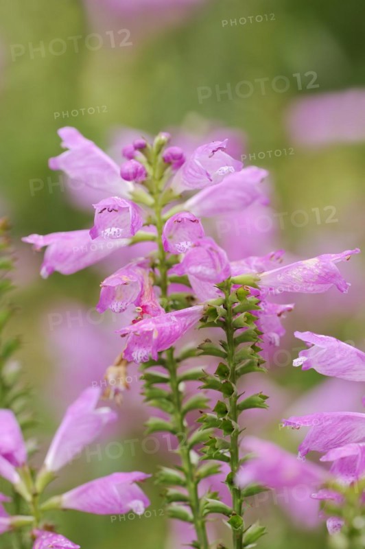 Joint flower (Physostegia virginiana), inflorescence, ornamental plant, North Rhine-Westphalia, Germany, Europe