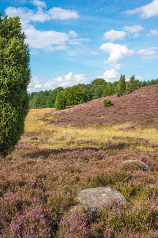 Junipers stand in a hilly, peaceful heath landscape under a blue sky with white clouds, purple flowering heather or common heather (Calluna vulgaris), common juniper (Juniperus communis) or heath juniper, boulders, Niederhaverbeck, hike to Wilseder Berg, nature reserve, Lüneburg Heath nature park Park, Lower Saxony, Germany, Europe