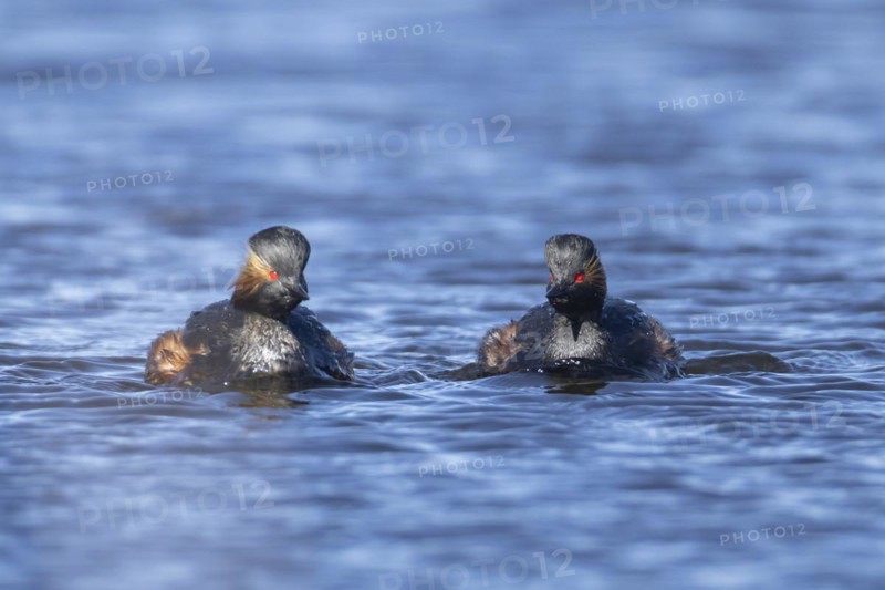 Black necked grebe (Podiceps nigricollis) two adult birds in breeding plumage on a lake, Yorkshire, England, United Kingdom, Europe