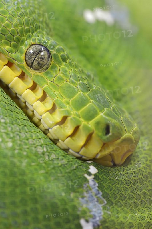 Green doghead boa or emerald green tree boa (Corallus caninus), portrait, captive, occurrence in South America