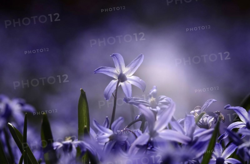 Charming Scilla, March, Germany, Europe