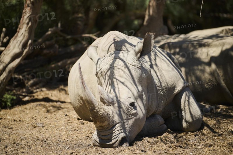 White rhinoceros or square-lipped rhinoceros (Ceratotherium simum) lying in the shadow of bushes in the dessert, captive, distribution Africa