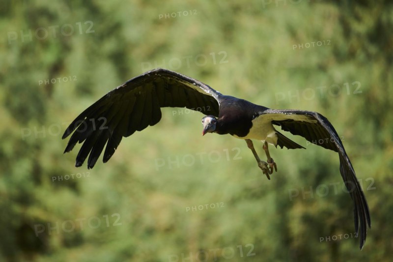 Abdim's Storks (Ciconia abdimii), flying, Spain, Europe