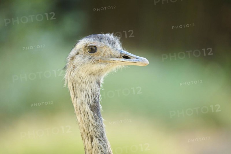 Greater rhea (Rhea americana), portrait, captive, distribution Africa