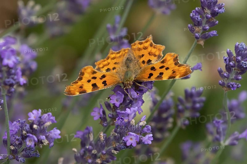 Comma butterfly (Polygonia c-album) adult insect feeding on blue Lavender flowers in a garden, Suffolk, England, United Kingdom, Europe