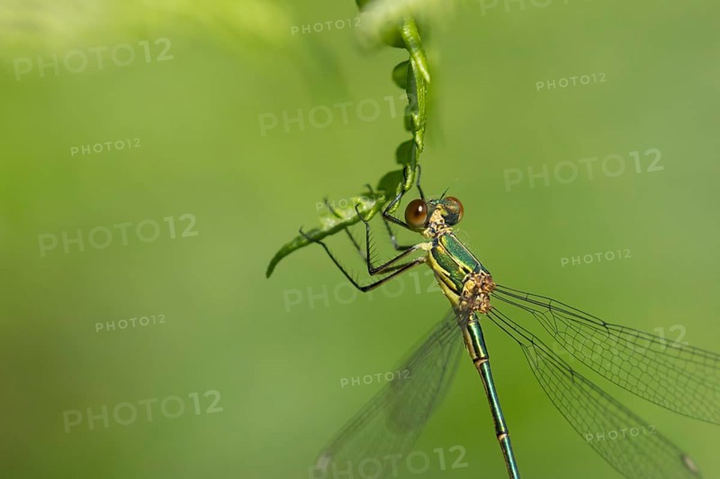 Emerald damselfly (Lestes sponsa) adult female insect resting on a Bracken leaf, Suffolk, England, United Kingdom, Europe