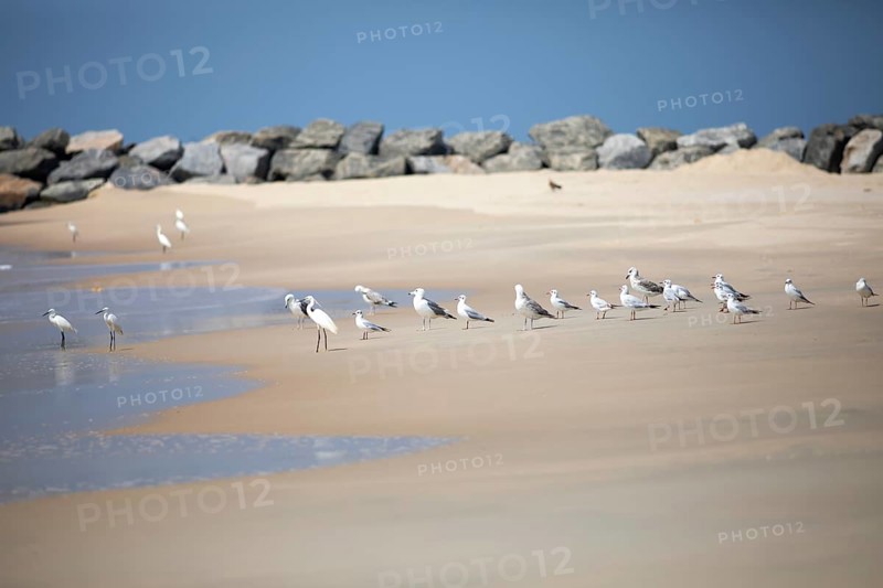 Great egret (Ardea alba, syn.: Casmerodius albus, Egretta alba), Whiskered Terns (Chlidonias hybrida) and Gulls (Larinae) at Marari Beach or Strand, Mararikulam, Alappuzha District, Kerala, India, Asia