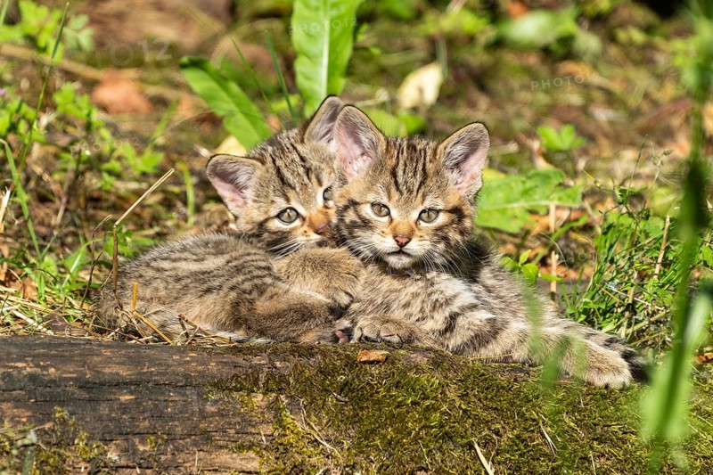 Two tabby kittens sitting on mossy ground in the forest, surrounded by grassy plants, wildcat (Felis silvestris), kittens, Germany, Europe