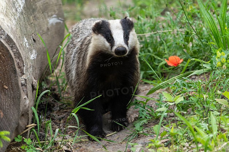 A badger stands next to a log in a meadow with green vegetation and red flowers, european badger (Meles meles), Germany, Europe