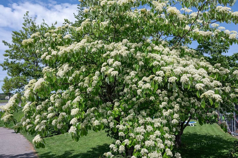 Flowering Giant dogwood, Bavaria, Germany, Europe