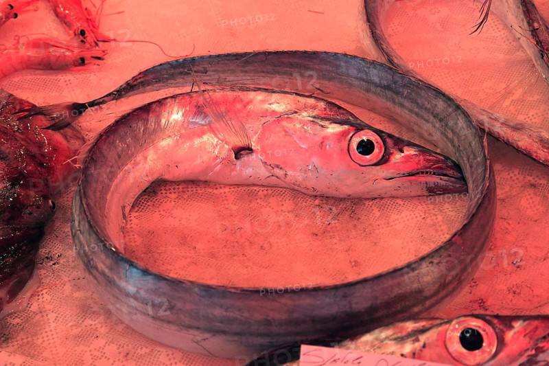 Silver scabbardfish at the historic Catania fish market, Catania, Sicily, Italy, Europe