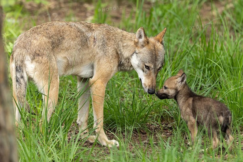 The wolf tenderly sniffs its little cub in the tall grass, European grey gray wolf (Canis lupus), Germany, Europe