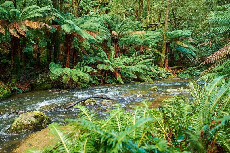 Nature landscape of the Hopetoun Falls in the rainforest of the Great Otway National Park in spring, Australia, Oceania