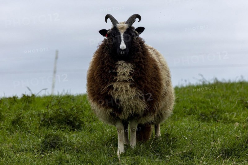 Jacob's domestic sheep (Ovis gmeliniaries), old animal in a meadow in the Hunsrück, Rhineland-Palatinate, Germany, Europe