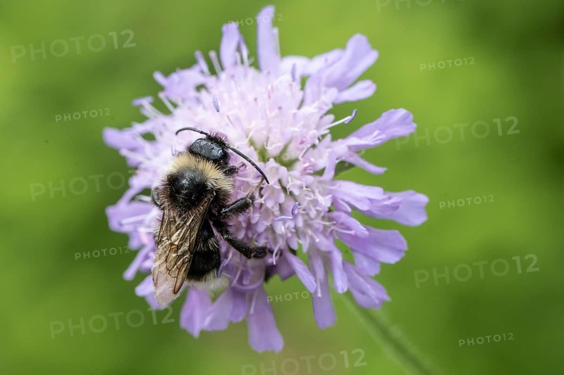 Shrill carder bee (Bombus sylvarum), Emsland, Lower Saxony, Germany, Europe