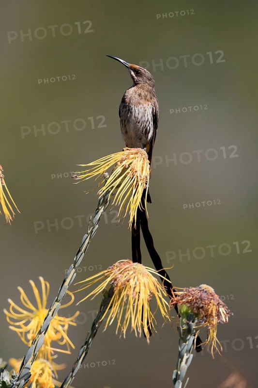 Cape Honeybird (Promerops cafer), adult, male, on flower, Protea, vigilant, Kirstenbosch Botanical Gardens, Cape Town, South Africa, Africa