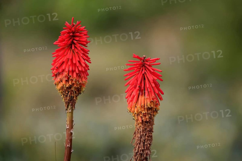 Crested torch lily (Kniphofia uvaria), Tritome, flower, flowering, Kirstenbosch Botanical Gardens, Cape Town, South Africa, Africa