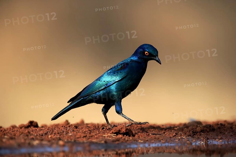 Red-shouldered Glossy Starling (Lamprotornis nitens), adult, at the water, alert, Kruger National Park, Kruger National Park, Kruger National Park South Africa