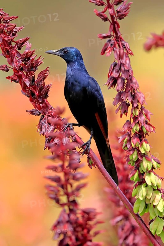 Red-winged starling (Onychognathus morio), adult, male, foraging, on honeybush (Melianthus major), Kirstenbosch Botanical Gardens, Cape Town, South Africa, Africa