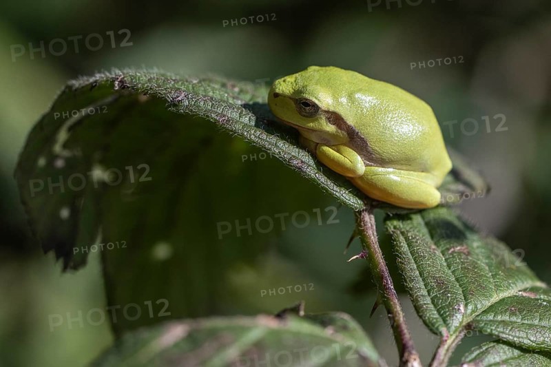 Tree frog (Hyla arborea), Lower Saxony, Germany, Europe