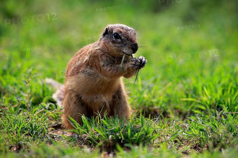 Cape ground squirrel (Xerus inauris), adult, alert, feeding, Mountain Zebra National Park, Eastern Cape, South Africa, Africa