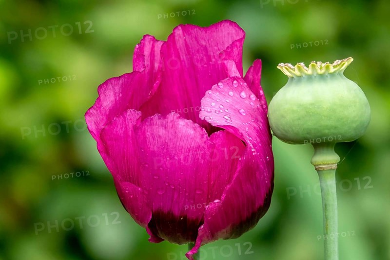 Garden poppy (Papaver) inflorescence with raindrops and fruit capsule, Münsterland, North Rhine-Westphalia, Germany, Europe