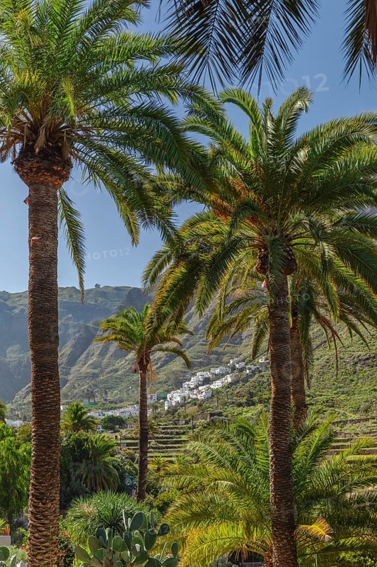 Valley of Agaete, Barranco de Agaete, Agaete, Gran Canaria, Canary Islands, Spain, Agaete, Gran Canaria, Canary Islands, Spain, Europe