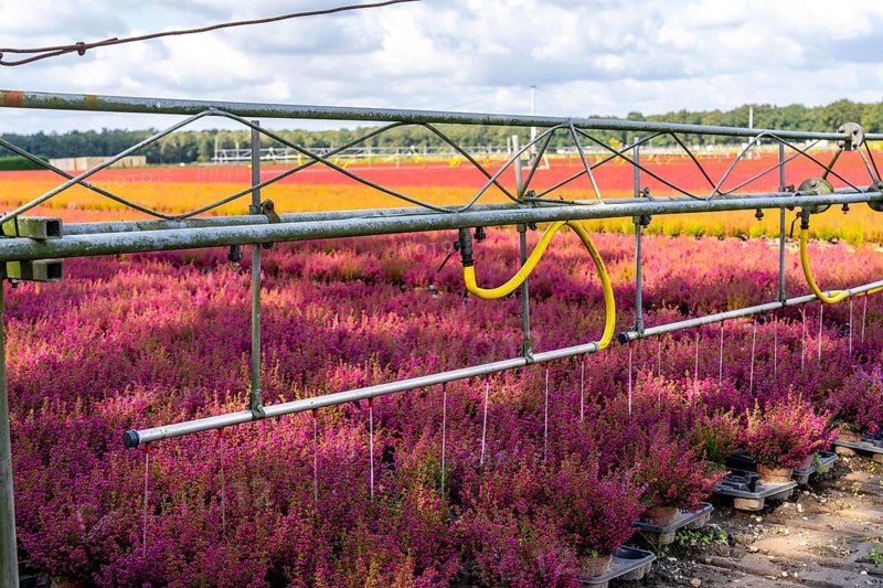 Automatic irrigation on an outdoor area of a horticultural business, autumn plants, heather plants, bell heather, near Kevelaer, North Rhine-Westphalia, Germany, Europe