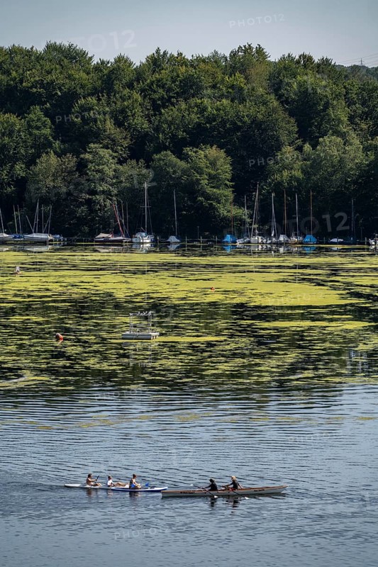 Green carpet of plants on Lake Baldeney in Essen, proliferating aquatic plant Elodea, waterweed, an invasive species, the fast-growing aquatic plant proliferates on large parts of the Ruhr reservoir, increased water temperatures accelerate growth, leisure boat traffic is severely impaired, water sports enthusiasts, the navigation channel is kept clear, Essen, North Rhine-Westphalia, Germany, Europe