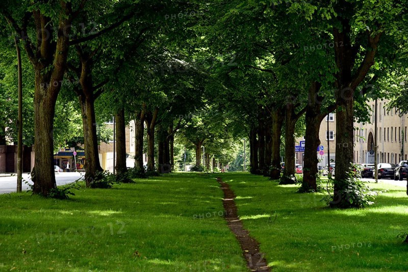 Europe, Germany, Hanseatic City of Hamburg, Altona district, Palmaille, footpath between the trees, avenue with lime trees, historic city centre, Europe