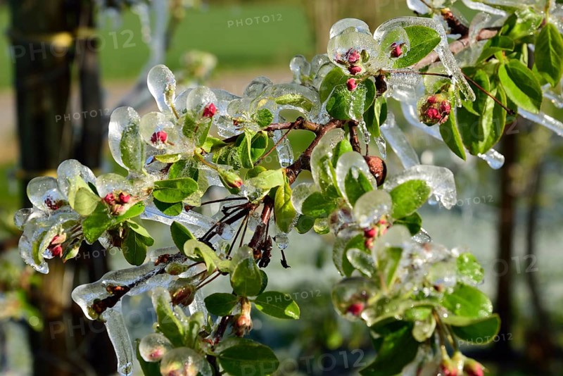 Europe, Germany, Hamburg metropolitan region, Altes Land near Hamburg, fruit growing, irrigation during frost, blossom protection, apple tree, Hamburg, Hamburg, Federal Republic of Germany, Europe