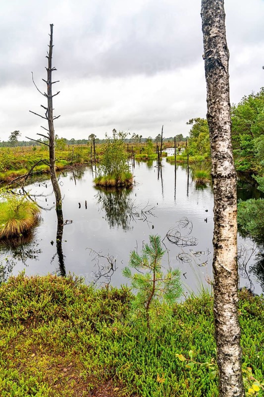 The Pietzmoor, raised bog in the Lüneburg Heath nature reserve, near Schneverdingen, Lower Saxony, Germany, Europe