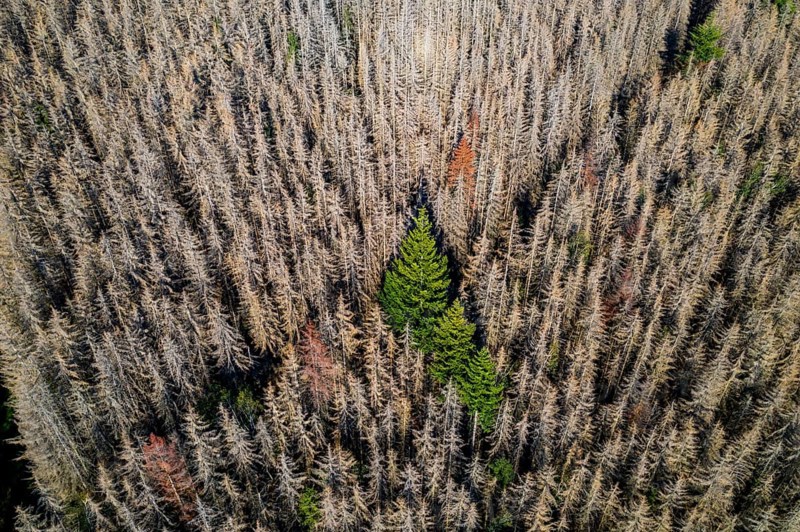 Sauerland, forest dieback, dead spruce trees, caused by the bark beetle, high temperatures, lack of water, climate change, North Rhine-Westphalia, Germany, Europe
