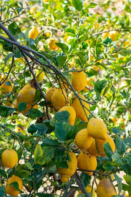 Lemon tree, Majorca, Spain, Europe